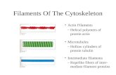 Filaments Of The Cytoskeleton Actin Filaments Microtubules Intermediate filaments –Helical polymers of protein actin –Hollow cylinders of protein tubulin.