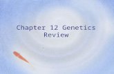 Chapter 12 Genetics Review. If a characteristic is sex- linked, it occurs more frequently in _______. Males.