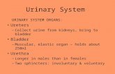 Urinary System URINARY SYSTEM ORGANS: Ureters –Collect urine from kidneys, bring to bladder Bladder –Muscular, elastic organ – holds about 250ml Urethra.