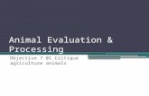 Animal Evaluation & Processing Objective 7.01 Critique agriculture animals.