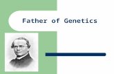 Father of Genetics. Gregor Mendel Gregor Mendel is considered by many to be the “Father of Genetics” He was a monk from a monastery in Austria in the.