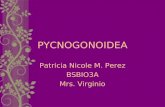 PYCNOGONOIDEA Patricia Nicole M. Perez BSBIO3A Mrs. Virginio.