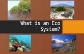 What is an Eco System?. (You will be able to answer this question by the end of this lesson) Abiotic Vs. Biotic Basic Needs of Biotic Components Biological.