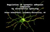 Regulation of synaptic adhesion complexes by alternative splicing Peter Scheiffele, Columbia University, NY.