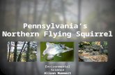 Pennsylvania’s Northern Flying Squirrel Environmental Science Alison Mummert 2012.