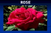 ROSE. USES OF ROSE is used for making perfumes is used for making perfumes Gulkand Gulkand Rose water Rose water For decoration For decoration Garlands.