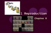 Cell Reproduction Chapter 8. Chromosomes Section 8.1.