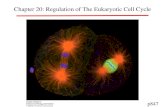 Chapter 20: Regulation of The Eukaryotic Cell Cycle p847.