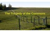 The Tragedy of the Commons. What is the tragedy of the commons? The tragedy of the commons involves a conflict between individual interests and the common.