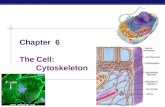 AP Biology Chapter 6 The Cell: Cytoskeleton. AP Biology Cytoskeleton  Function  structural support  maintains shape of cell  provides anchorage for.