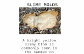 A bright yellow slimy blob is commonly seen in the summer on mulched flower beds. SLIME MOLDS.
