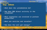 Cell StructureSection 2 Key Ideas What does the cytoskeleton do? How does DNA direct activity in the cytoplasm? What organelles are involved in protein.