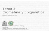 1 CA García Sepúlveda MD PhD Tema 3 Cromatina y Epigenética Laboratorio de Genómica Viral y Humana Facultad de Medicina, Universidad Autónoma de San Luis.