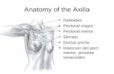 Anatomy of the Axilla Deltoides Pectoral mayor Pectoral menor Serrato Dorsal ancho Insercion del pect menor, proceso coracoideo.