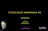 CONCHAS MARINAS #2 CONOS Y OTRAS ESPECIES Conus articulatus Conus ammiralis.