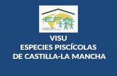 VISU ESPECIES PISCÍCOLAS DE CASTILLA-LA MANCHA. ESPECIES VULNERABLES EN CASTILLA-LA MANCHA Anaecypris hispanica. Jarabugo.