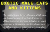 Exotic Male Cats and Kittens