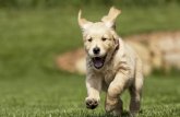 Training Your Dog using a PetSafe