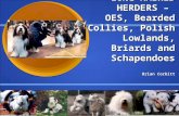 LONG-HAIRED HERDERS –  OES, Bearded Collies, Polish Lowlands, Briards and Schapendoes