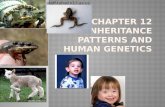 Chapter 12 Inheritance Patterns and Human Genetics