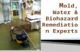 Mold, Water & Biohazard Remediation Experts