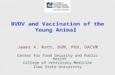BVDV and Vaccination of the Young Animal
