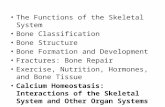 The Functions of the Skeletal  System Bone  Classification Bone  Structure