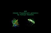 GFP ( Green fluorescent protein) by  Kitija Kaulina