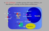 6.  Ca 2+ -ATPases , another group of P-type ATPase, are