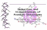 Deduction and Visualization of Protein Structures