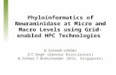 Phyloinformatics of Neuraminidase at Micro and Macro Levels using Grid-enabled HPC Technologies