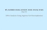 PLASMID ISOLATION AND ANALYSIS Part IV DNA Analysis Using Agarose Gel Electrophoresis