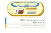 RNA, Transcription, and Translation