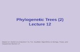 Phylogenetic Trees (2) Lecture 12