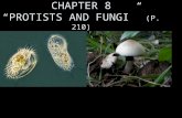 CHAPTER 8 “PROTISTS AND FUNGI”   (P. 210)
