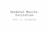 Skeletal Muscle- Excitation