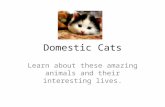 Domestic Cats
