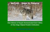 How Wolves & People Domesticated Each Other, & How Dogs Helped Enable Civilization Steve Hall