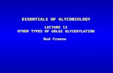 ESSENTIALS OF GLYCOBIOLOGY LECTURE 13 OTHER TYPES OF GOLGI GLYCOSYLATION Hud Freeze