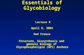 Essentials of Glycobiology  Lecture 8 April 8, 2004 Hud Freeze