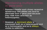 Maintaining multiple alleles in gene pool