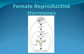 Female Reproductive Hormones