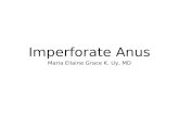 Imperforate Anus