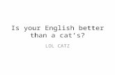 Is your English better than a cat’s?