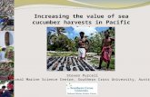 Increasing the value of sea cucumber harvests in Pacific islands