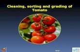 Cleaning, sorting and grading of Tomato