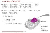 Anatomy of the Cell