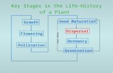 Key Stages in the Life-History of a Plant