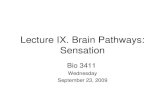 Lecture IX. Brain Pathways: Sensation