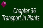 Chapter 36 Transport in Plants